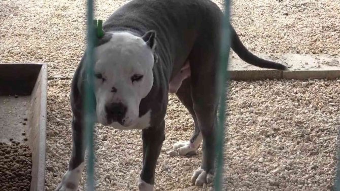 Hatay’da Yasaklı Irk Köpekler İçin Ücretsiz Kısırlaştırma Yapılıyor