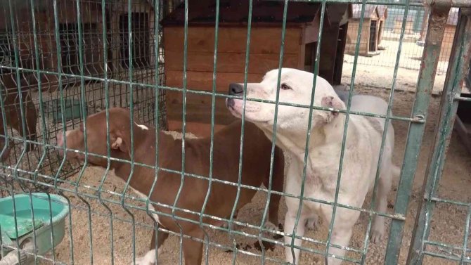 Hatay’da Yasaklı Irk Köpekler İçin Ücretsiz Kısırlaştırma Yapılıyor