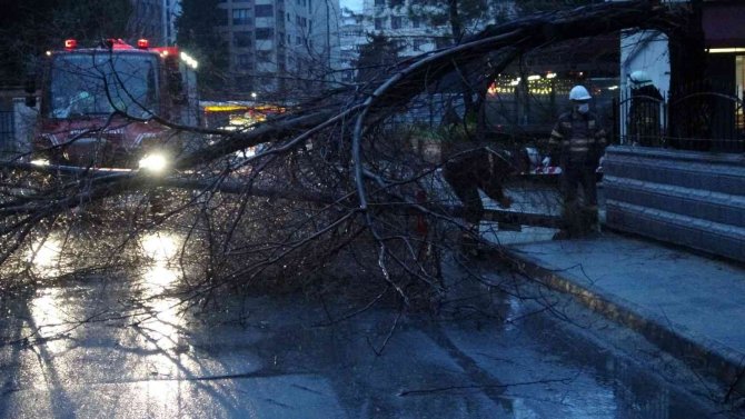 Kadıköy’de Şiddetli Fırtınanın Etkisiyle Ağaç Ve Elektrik Direği Devrildi