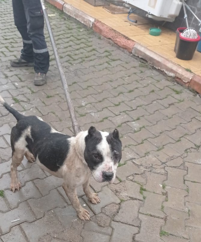 Sokağa Terk Edilen Pitbull, Ekipleri Alarma Geçirdi