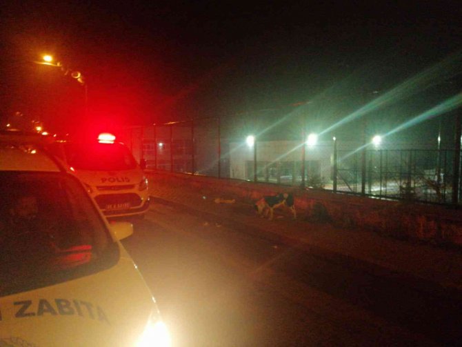 Sokağa Terk Edilen Pitbull, Ekipleri Alarma Geçirdi