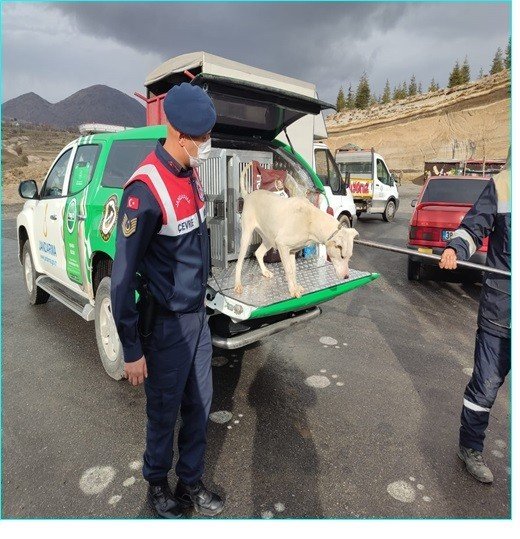 Başıboş Gezen Tehlikeli Irk Köpek Jandarma Tarafından Yakalandı
