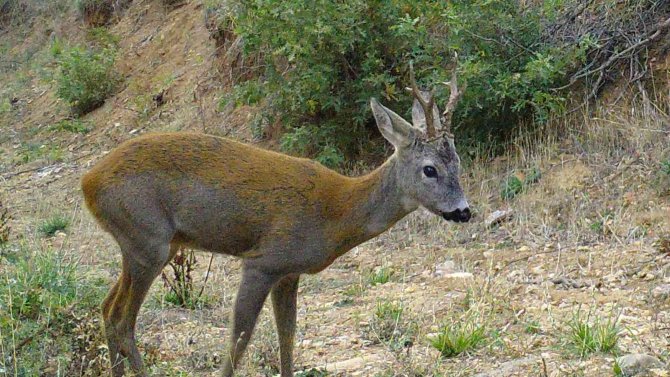 Vaşaktan Karacaya, Tilkiden Domuza Yaban Hayatı Fotokapanda