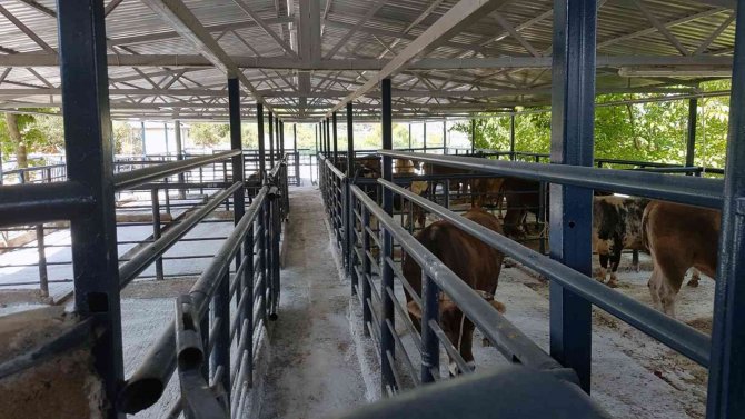 2021’de Büyükşehir Mezbahalarında 5 Milyon 671 Bin Kg. Et Üretildi