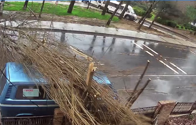Balat’ta Şiddetli Rüzgar Nedeniyle Ağaç Yola Devrildi