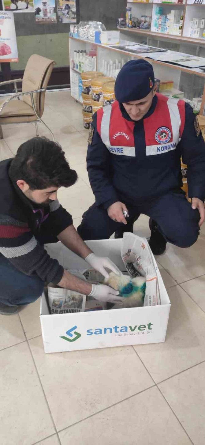 Yavru Köpeği Jandarma Kurtardı