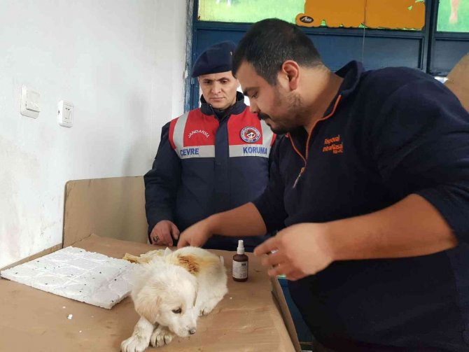 Yavru Köpeği Jandarma Kurtardı
