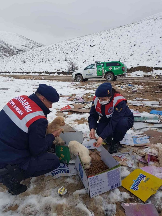 Yavru Köpeği Jandarma Kurtardı