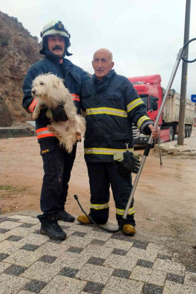 Harşit Çayına Düşen Köpek Kurtarıldı