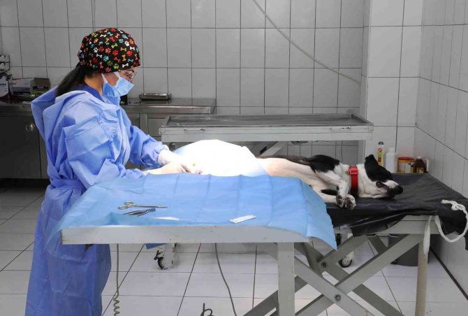 Van Büyükşehir Belediyesi Yasak Irkları Ücretsiz Kısırlaştırıyor