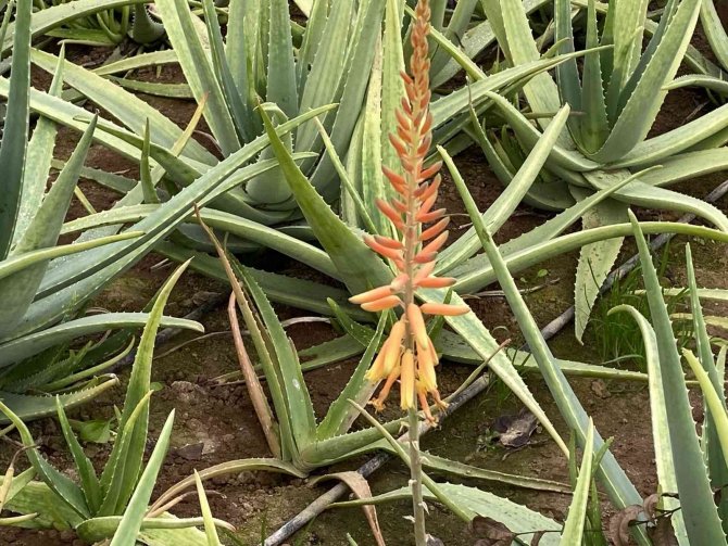 1 Dekarla Başladığı Aloe Vera Üretiminde Rekor Kazanç Sağladı