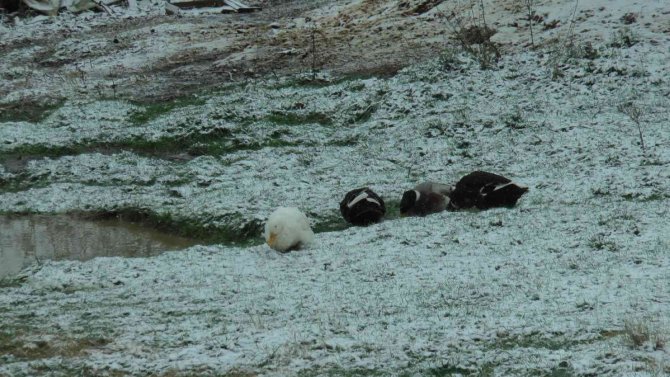 Kartal Aydos’ta Kar Yağışı Başladı, Tadını Ördekler Çıkardı