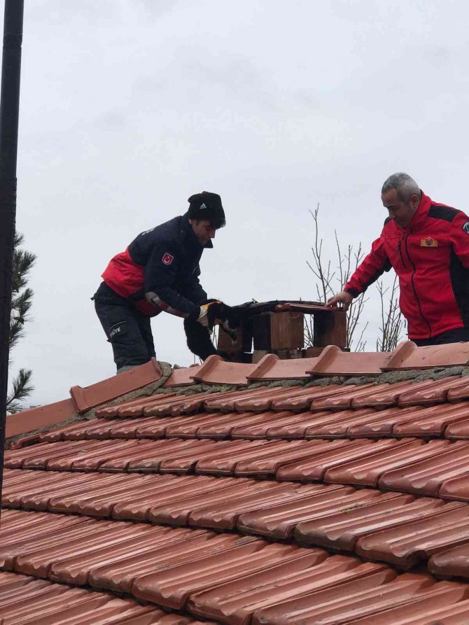 Bacaya Sıkışan Kediyi İtfaiye Kurtardı