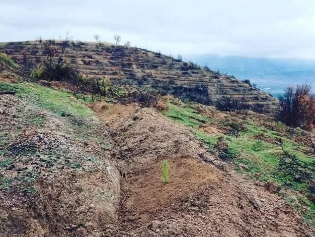 Türlübey’de Yanan Alanlarda 15 Bin Fidan Dikildi