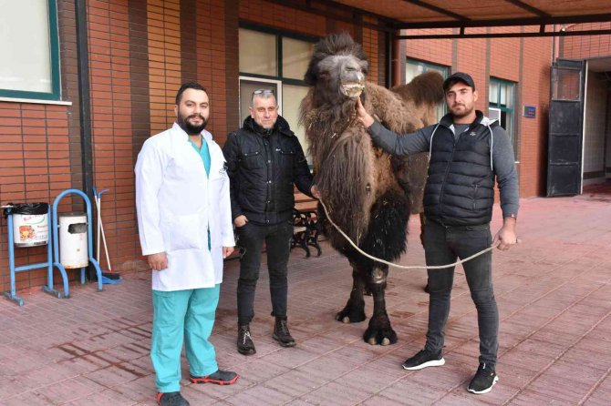 Katarak Olan Deve Ameliyatla Sağlığına Kavuştu