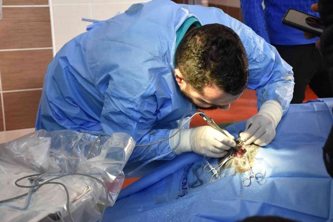 Katarak Olan Deve Ameliyatla Sağlığına Kavuştu