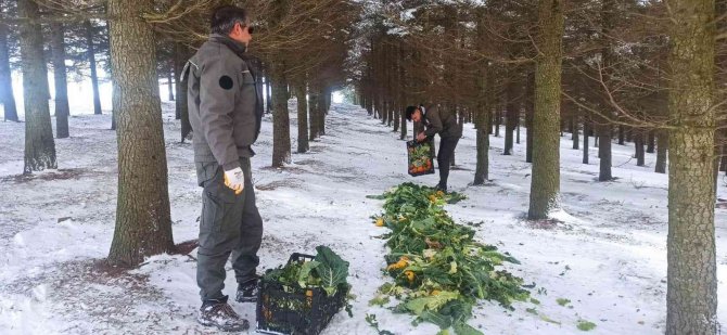 Yaban Hayatı Unutulmadı, Karların Üzerine 750 Kilo Yem Bırakıldı