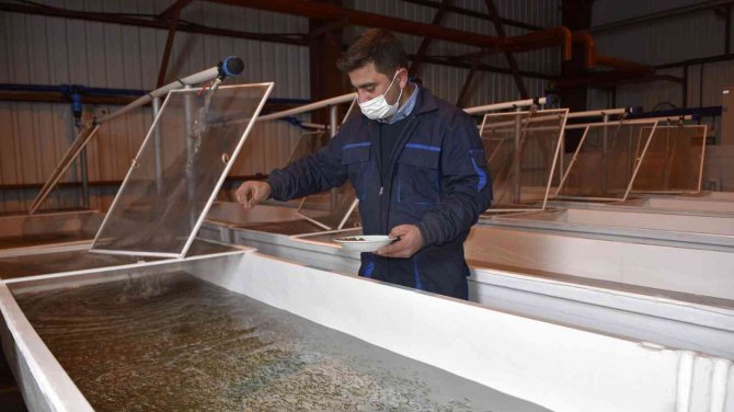 Büyükşehir’den Yeni Bir Hamle Yatırım Daha: Yavru Alabalık Üretim Tesisi