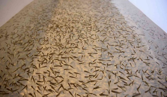 Büyükşehir’den Yeni Bir Hamle Yatırım Daha: Yavru Alabalık Üretim Tesisi