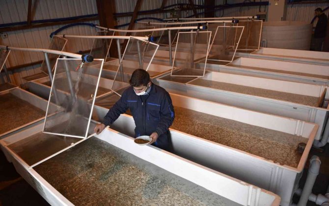 Büyükşehir’den Yeni Bir Hamle Yatırım Daha: Yavru Alabalık Üretim Tesisi