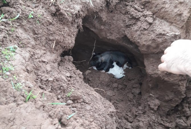 Göçük Altında Kalan Yavru Köpekleri İtfaiye Kurtardı