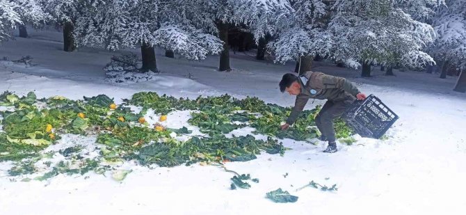 Yaban Hayatı Unutulmadı, Karların Üzerine 750 Kilo Yem Bırakıldı