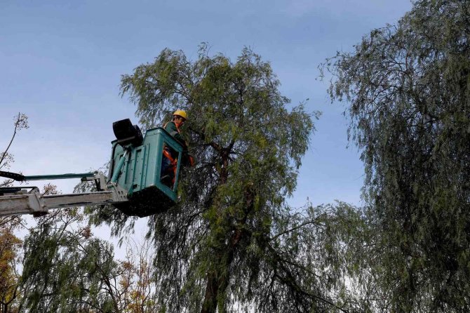 Kuşadası’nda Ağaç Atıkları İhtiyaç Sahipleri İçin Kara Kışta Yakacağa Dönüşüyor