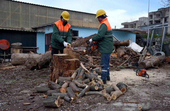 Kuşadası’nda Ağaç Atıkları İhtiyaç Sahipleri İçin Kara Kışta Yakacağa Dönüşüyor