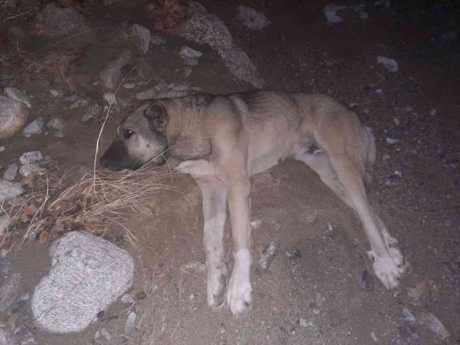 Sokak Köpeğini Av Tüfeğiyle Vurdu Para Cezasına Çarptırıldı