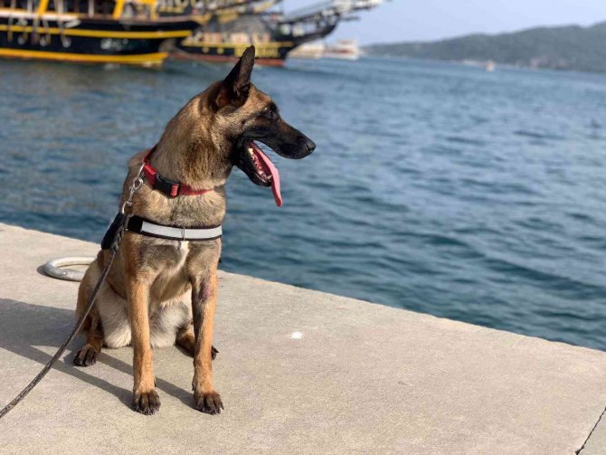 Hassas Burun ’Coco’ Yılın Köpeği Seçildi