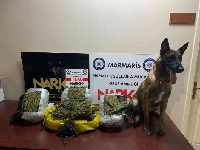 Hassas Burun ’Coco’ Yılın Köpeği Seçildi