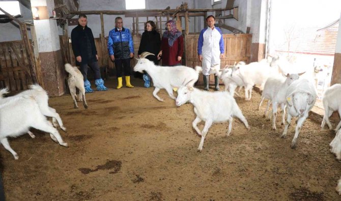 Samsun’da Yerel Irk Koyun Keçi Yetiştiricisine Destek