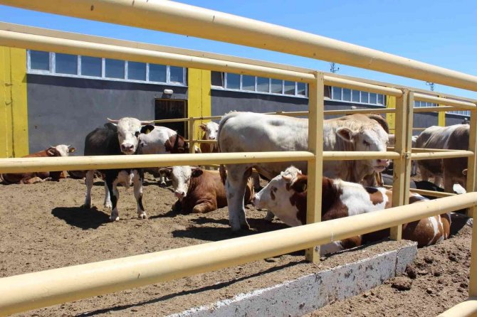 Sivas’ta 354 Projeye Tkdk Desteği