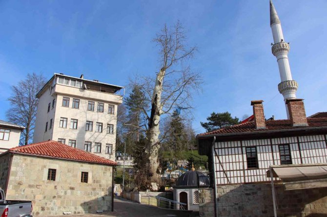 5 Asırlık Çınar Ağacı Mahallenin Sembolü Haline Geldi