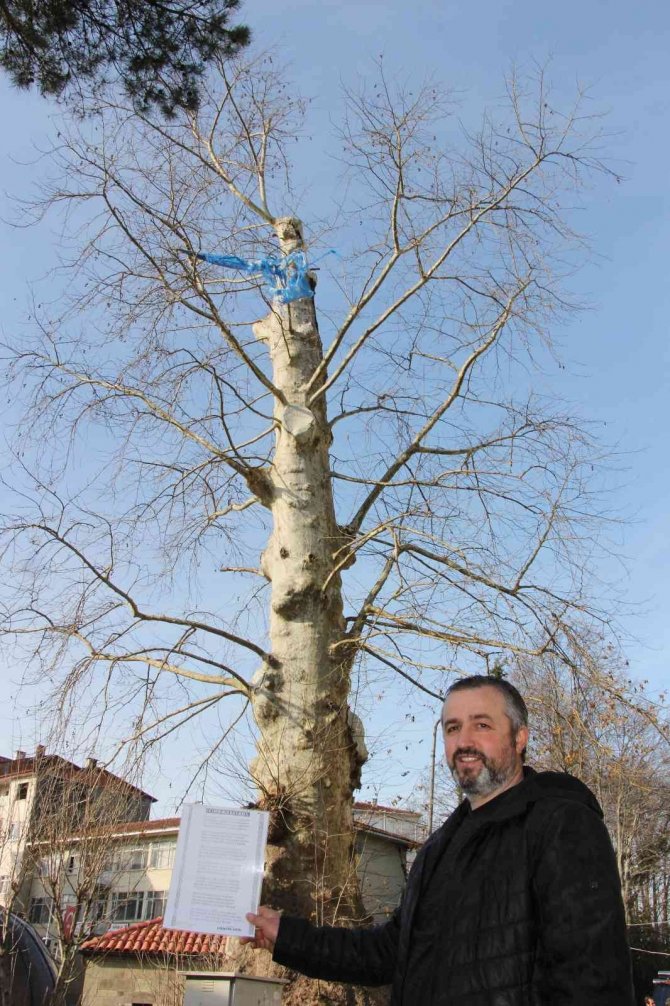 5 Asırlık Çınar Ağacı Mahallenin Sembolü Haline Geldi