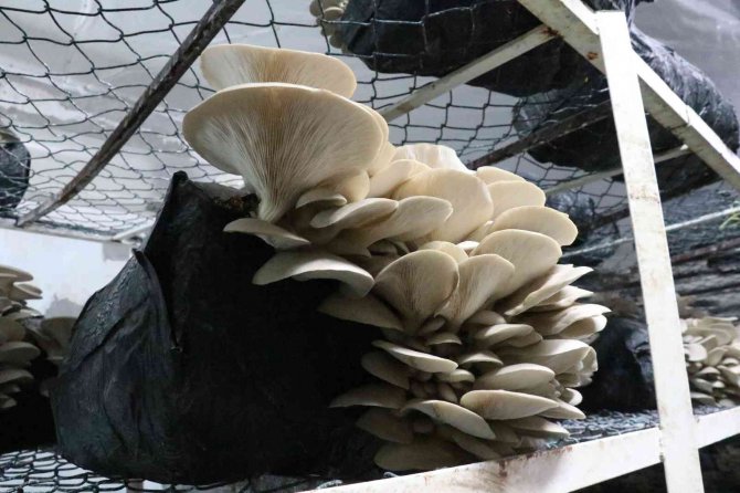 Van’da İstiridye Mantarına Yoğun İlgi