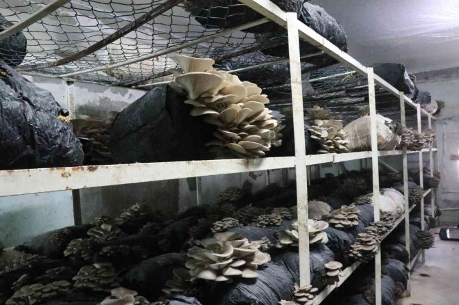 Van’da İstiridye Mantarına Yoğun İlgi