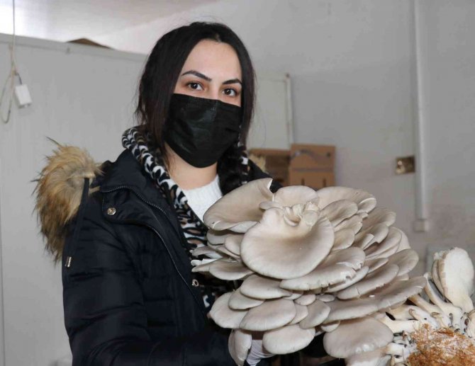 Van’da İstiridye Mantarına Yoğun İlgi