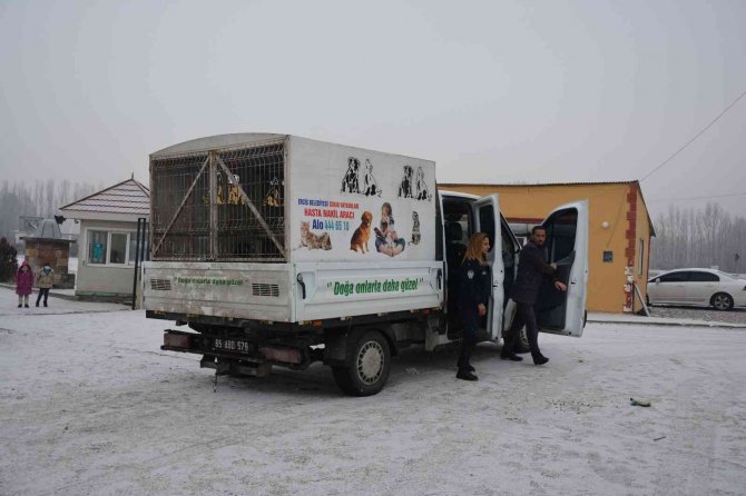 Okul Bahçesine Bırakılan Sahipsiz Pitbull Yakalandı