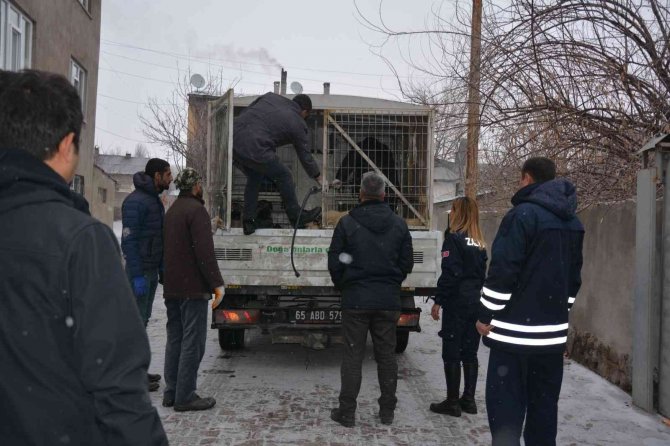 Okul Bahçesine Bırakılan Sahipsiz Pitbull Yakalandı