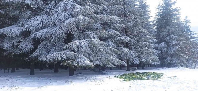 Yaban Hayatı Unutulmadı, Karların Üzerine 750 Kilo Yem Bırakıldı