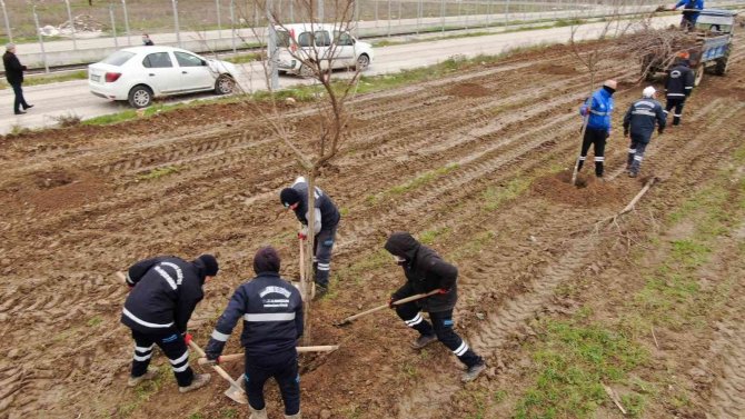 Yunusemre Belediyesi Muradiye’yi Ağaçlandırıyor