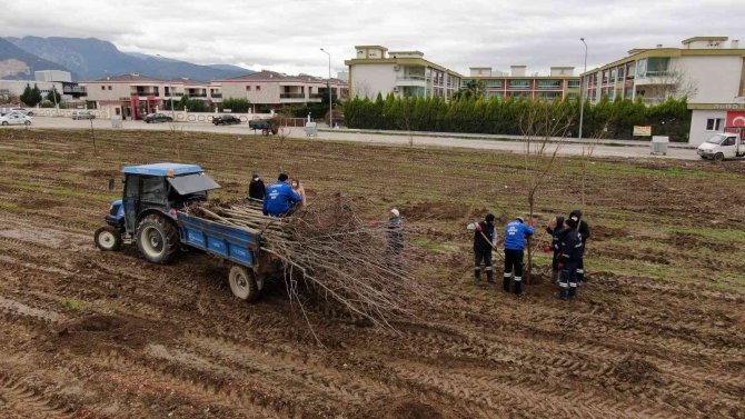 Yunusemre Belediyesi Muradiye’yi Ağaçlandırıyor
