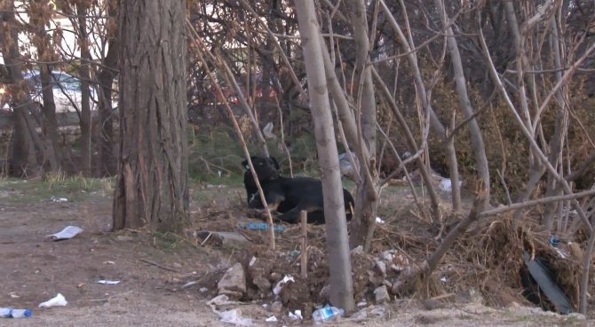 Çankaya Sokaklarında Sokak Köpekleri Dehşeti