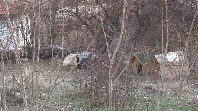 Çankaya Sokaklarında Sokak Köpekleri Dehşeti