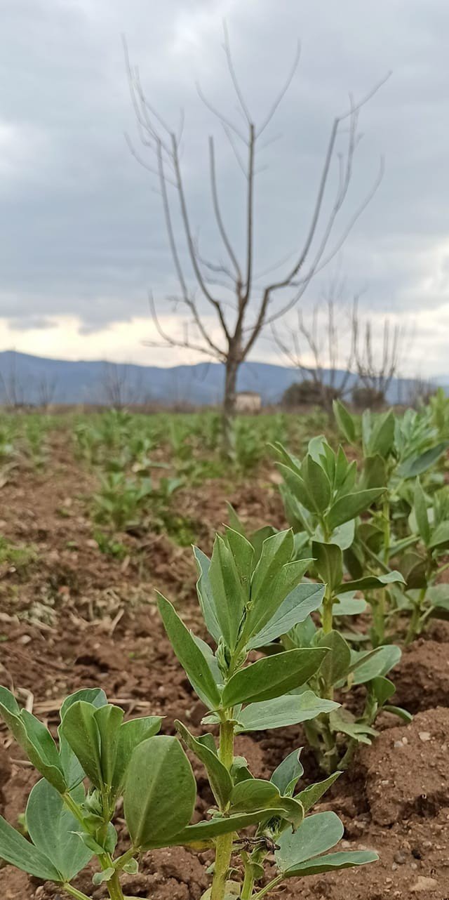 Ödemiş’te Bakla Ve Bezelye Ekiminde Son Günler
