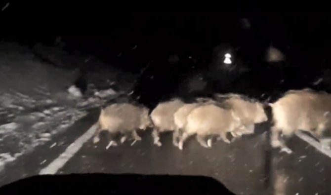 Köye Giderken Gece Önüne Çıkan Domuz Sürünü Görüntüledi