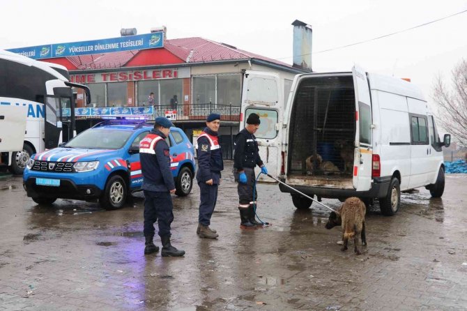 Bingöl’de Trafikte Risk Oluşturan Sahipsiz Hayvanlar, Barınağa Teslim Edildi