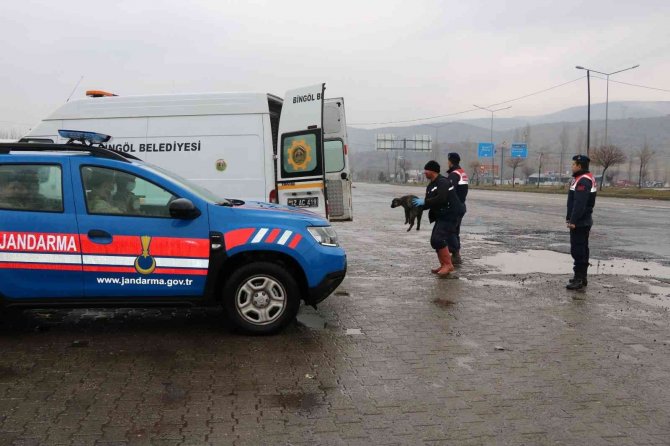 Bingöl’de Trafikte Risk Oluşturan Sahipsiz Hayvanlar, Barınağa Teslim Edildi
