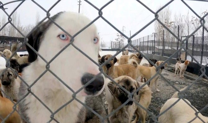 Erzincan’da Sokak Köpekleri Toplanarak Barınağa Yerleştirildi